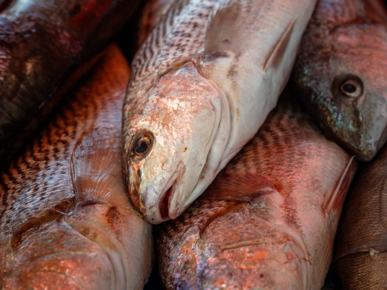Tesouros do mar. ✨ Peixes frescos, prontos para virar uma obra de arte no prato.